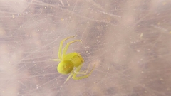 Misumenops rubrodecoratus