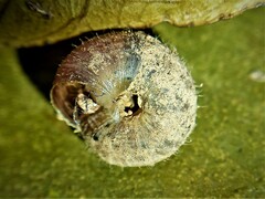 Xerotricha conspurcata