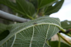 Homotoma ficus
