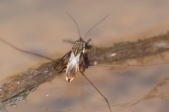 Limnogonoides