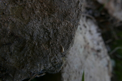 Atelurinae