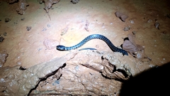 Erythrolamprus taeniogaster