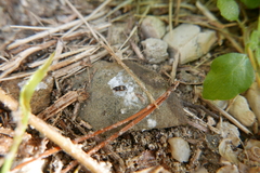 Carpophilus hemipterus