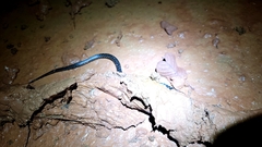 Erythrolamprus taeniogaster