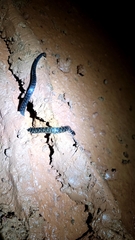 Erythrolamprus taeniogaster