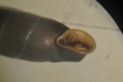 Clausilia rugosa parvula