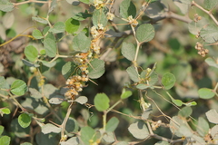Cuscuta campestris