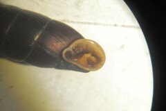 Clausilia rugosa parvula