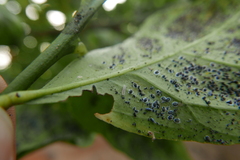 Clitostethus arcuatus