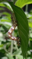 Calesia xanthognatha