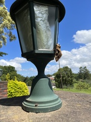 Lophostethus dumolinii