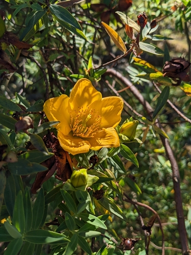 Hypericum lanceolatum (Hypericum lanceolatum)