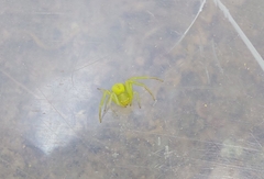 Misumenops rubrodecoratus