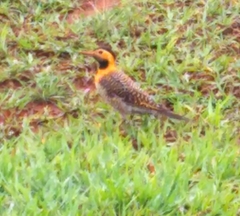 Colaptes campestris campestris