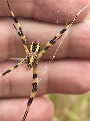 Argiope picta