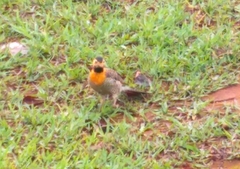 Colaptes campestris campestris