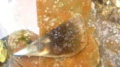Pinnidae