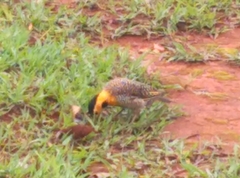 Colaptes campestris campestris