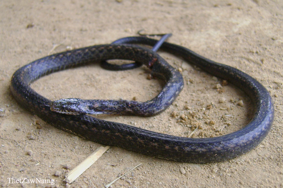 Taron Keelback