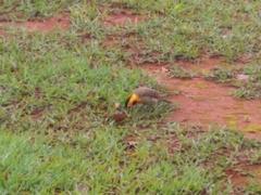 Colaptes campestris campestris