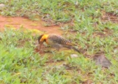 Colaptes campestris campestris
