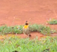 Colaptes campestris campestris