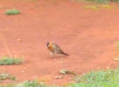 Colaptes campestris campestris