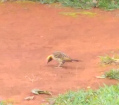 Colaptes campestris campestris