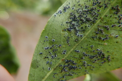 Clitostethus arcuatus