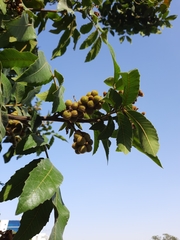 Alectryon tomentosus