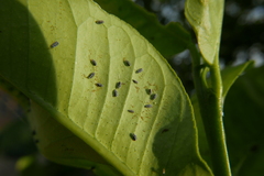 Aleurocanthus spiniferus