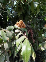 Alectryon tomentosus