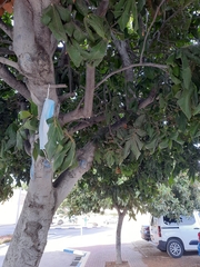 Alectryon tomentosus