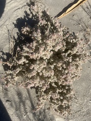 Halogeton sativus