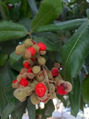 Alectryon tomentosus