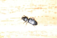 Dyschirius