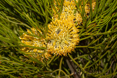 Isopogon anethifolius