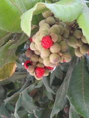 Alectryon tomentosus