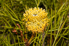 Isopogon anethifolius