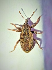 Hypera postica