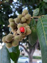 Alectryon tomentosus