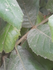 Alectryon tomentosus