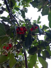 Alectryon tomentosus