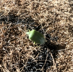 Nezara viridula