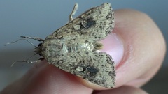 Mythimna languida