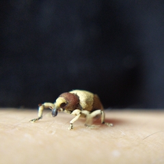 Rhinochenus stigma