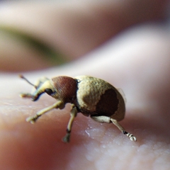 Rhinochenus stigma