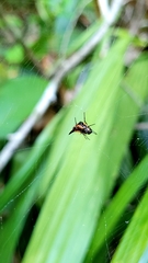Micrathena triangularispinosa
