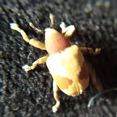 Rhinochenus stigma