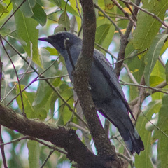 Edolisoma tenuirostre